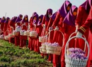 زنان زعفران کار هرات: بازار زعفران را درست کنید وگرنه کوکنار می‌کاریم