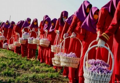 زنان زعفران کار هرات: بازار زعفران را درست کنید وگرنه کوکنار می‌کاریم