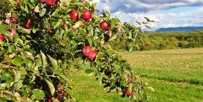 امسال هم در غور یک هزار باغ میوه ایجاد شد