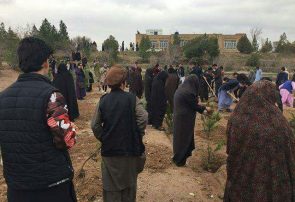 تپه ارغوان ولایت هرات سبزتر می‌شود