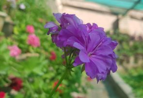 بهار هرات با این گل‌ها دیدنی است