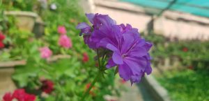 بهار هرات با این گل‌ها دیدنی است