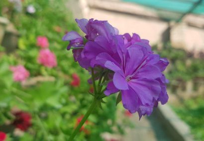 بهار هرات با این گل‌ها دیدنی است