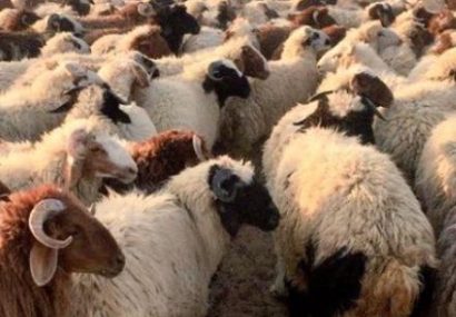 نیروهای امنیتی هرات نگذاشتند ۱۰۰ راس گوسفند به ایران بروند