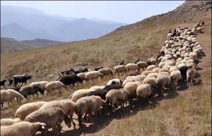 طالبان 800 رأس گوسفند را در غور ربودند
