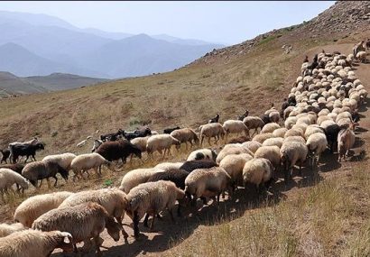 طالبان ۸۰۰ رأس گوسفند را در غور ربودند