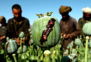 طالبان در دو راهی صلح و تجارت مواد مخدر