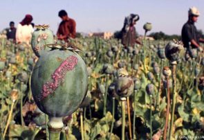 طالبان امسال تا توانستند در زمین‌های بادغیس تریاک کاشتند