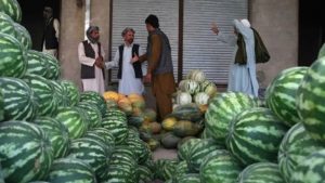 بازار آشفته میوه در امسال، کشاورز فراهی را به فکر کشت تریاک می‌اندازد