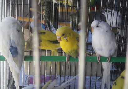 پرندگان خانگی زیبا و خوش آواز هرات