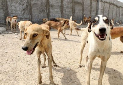 سگ‌های ولگرد در هرات روزانه ۱۰ نفر را راهی شفاخانه می‌کنند