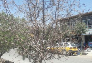 درختان بلوارهای برخی نواحی هرات در حال خشک شدن هستند