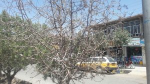 درختان بلوارهای برخی نواحی هرات در حال خشک شدن هستند