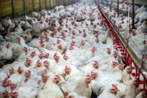 اتحادیه فارم‌های مرغ‌ گوشتی در هرات افتتاح شد