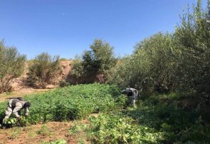 پولیس هرات هفت جریب زمین زیر کشت چرس را تخریب کرد