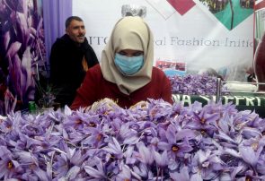 امسال هرات ۱۷ تن زعفران خالص تولید کرده است