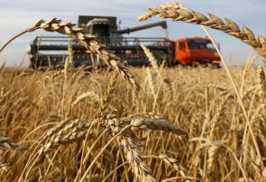 افغانستان از قزاقستان ۷۰ هزار تن گندم خریداری می‌کند
