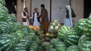محصولات زراعتی فراه بازار فروش مناسب ندارد