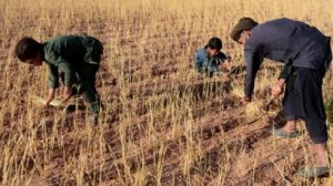 کودکان غور به دور از تحصیل و همراه با کار شاقه بزرگ می‌شوند