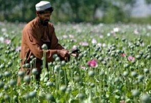 قاچاق مواد مخدر، سوداگری پردرآمد طالبان بادغیس