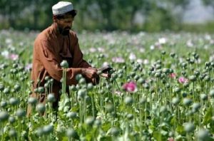 قاچاق مواد مخدر، سوداگری پردرآمد طالبان بادغیس