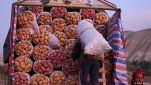 کشاورزان غور بر صفر درآمد کار میکنند