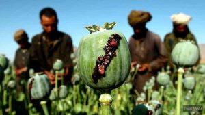 چهار قاچاقچی مواد مخدر در بادغیس دستگیر شدند