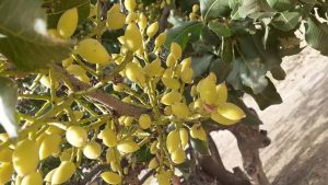 پسته نارس، شهرت جهانی بادغیس را آسیب می‌زند