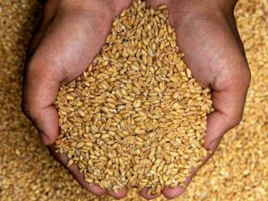 100 تُن گندم و کود برای دو هزار کشاورز کمک می‌‌‌شود