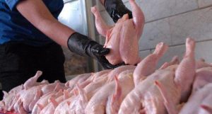 انتقاد تند مرغداران از اداره زراعت هرات/رئیس زراعت: من توانایی منع واردات مرغ را ندارم