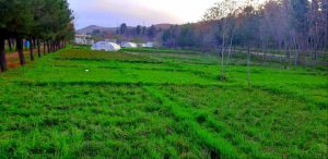طبیعت زیبای ولایت بادغیس در فصل بهار