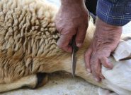 در عید قربان، قربانی تب کنگو نشوید؛ برای جلوگیری از مصاب شدن چه باید کرد؟