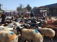 روز عرفه و بازار فروش مواشی برای قربانی در عید قربان