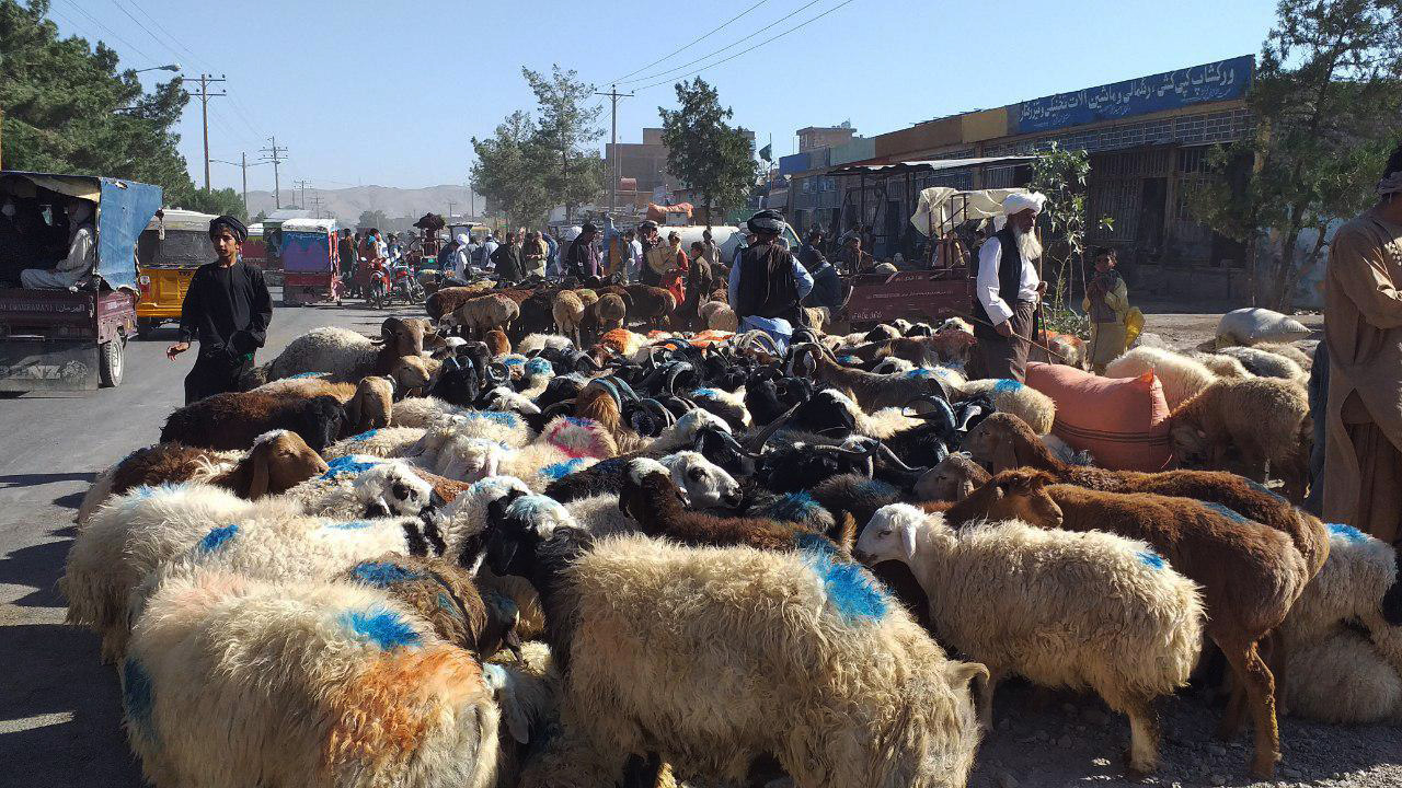 روز عرفه و بازار فروش مواشی برای قربانی در عید قربان