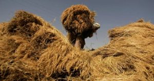 95 درصد حاصلات زراعتی بادغیس کاهش یافته است