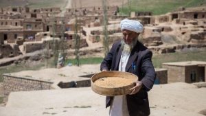 خُشک‌سالی چه ضربه‌ی به زراعت در غرب افغانستان وارد کرد؟