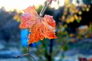گزارش تصویری از زیبای‌های بادغیس در فصل خزان