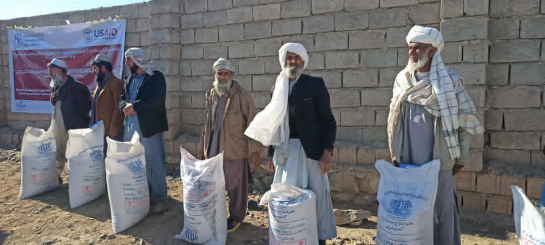 برای هزار کشاورز در فراه گندم اصلاح شده توزیع شد