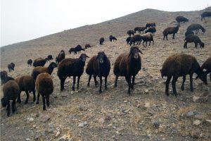 مواشی با کمبود علفچر و مواد غذایی مواجه بودند