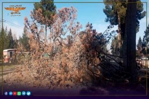 شهرداری هرات روند قطع درختان خشکیده ناجو را آغاز کرد
