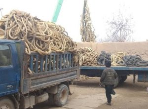 یک دزد با دوهزار کیلو کیبل نخی در هرات دستگیر شد