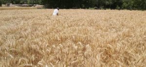 بارندگی‌های اخیر امید را در دل کشاورزان بادغیس زنده کرد