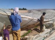 بادهای شدید خسارات روی دست مردم هرات گذاشت
