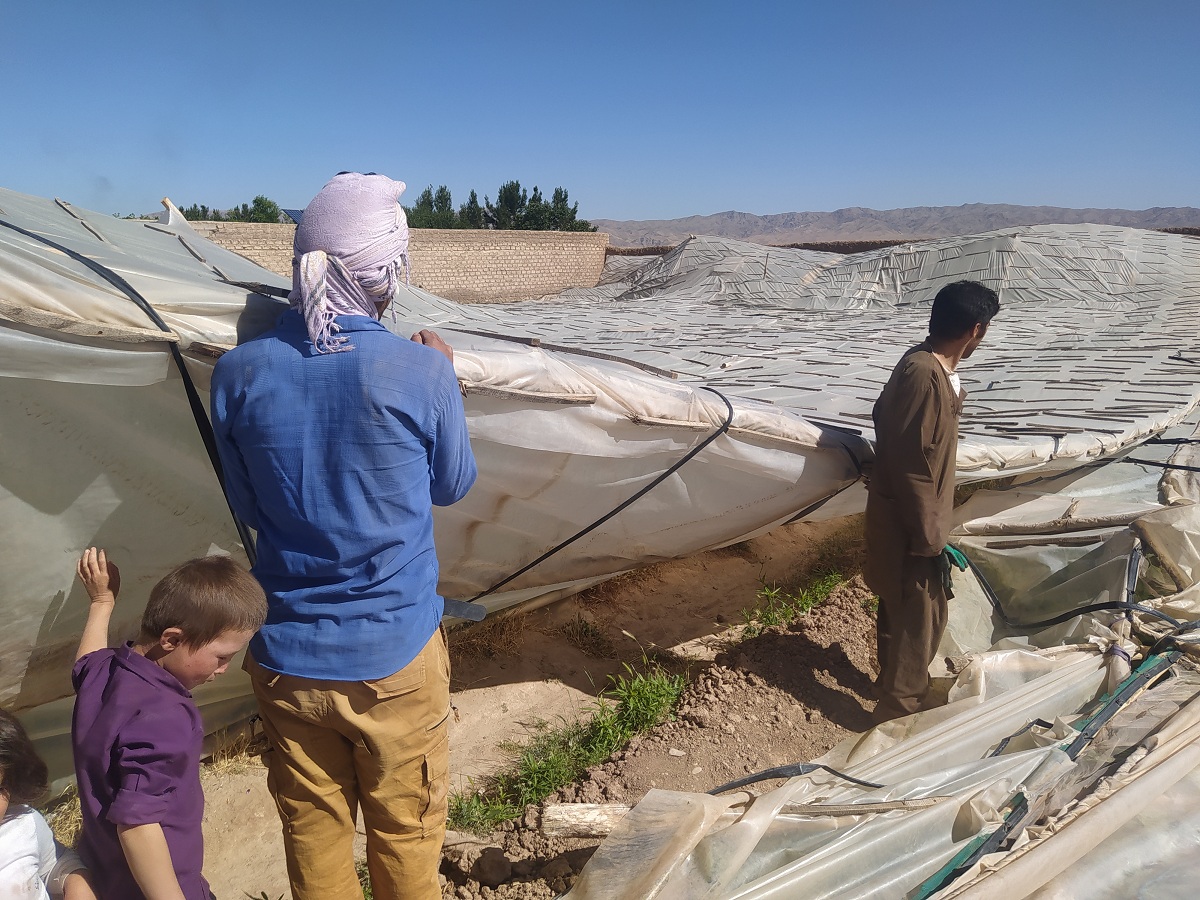 بادهای شدید خسارات روی دست مردم هرات گذاشت