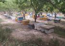 گزارش تصویری از فارمداران زنبور عسل