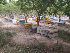 گزارش تصویری از فارمداران زنبور عسل