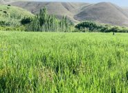 مناطق سرسبز مسیر شاهراه هرات – بادغیس