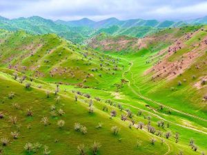 کاهش 30 درصدی حاصلات پسته بادغیس نسبت به سال گذشته