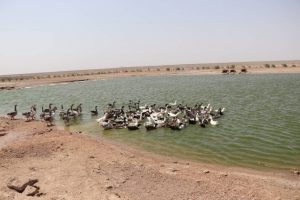 نمای از کمپ مؤسسه خیریه الغرافه قطری در چاه‌کرته واقع قریه توِسک فراه