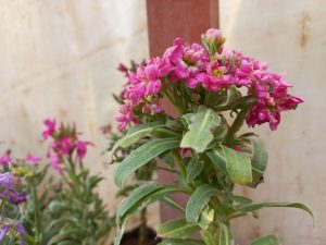 بیشتر از نصف محصولات گل در سرمای امسال یخ زده است